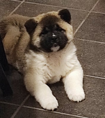 Les chiots de Akita americain