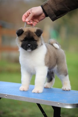Les chiots de Akita americain