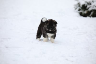 Les chiots de Akita americain