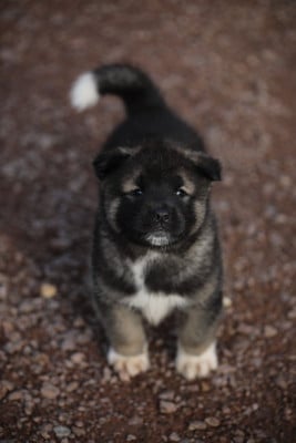 Les chiots de Akita americain