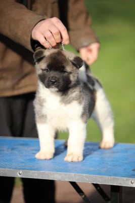 Les chiots de Akita americain