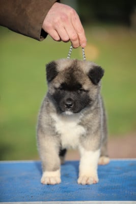 Les chiots de Akita americain