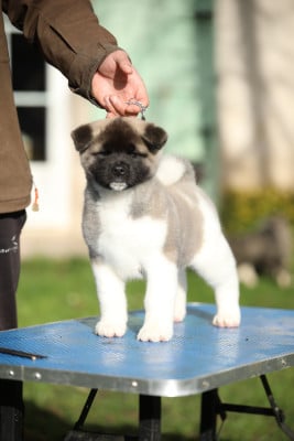 Les chiots de Akita americain