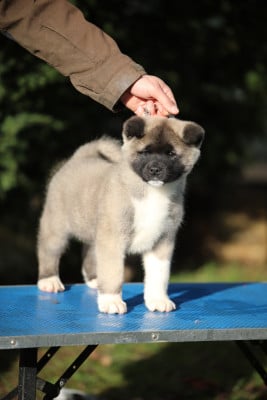 Les chiots de Akita americain