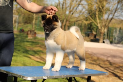 Les chiots de Akita americain