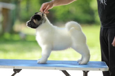 Les chiots de Akita americain