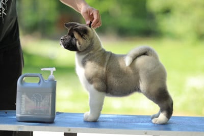 Les chiots de Akita americain