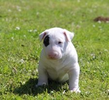 Publication : Madman's Dream Auteur : Flavie Moreau