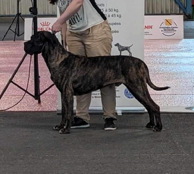 Étalon Cane Corso - Madman's Dream Thor