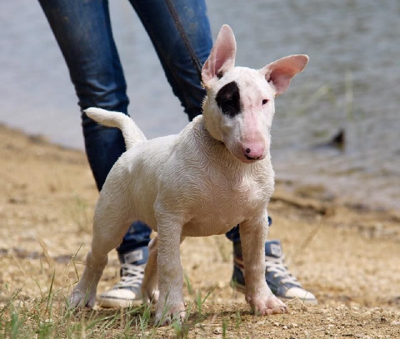 Publication : Madman's Dream Auteur : Flavie Moreau