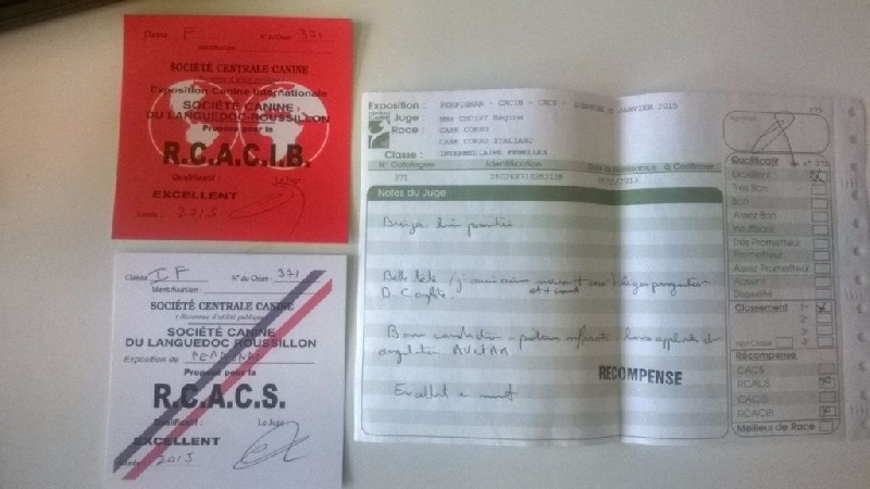 Ibiza (Sans Affixe) - 1er excellent- RCACS-RCACIB