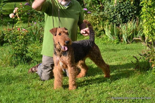 Publication : des Lauriers du Patis