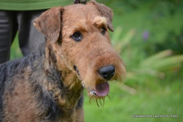 Publication : des Lauriers du Patis