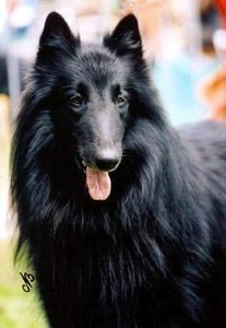 CH. Sr champion ramses des Gardiens de l'Hermine - Recommandation