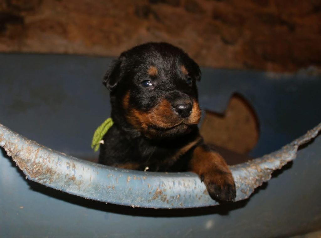 collier vert - Berger de Beauce