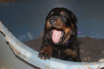 Les chiots de Berger de Beauce