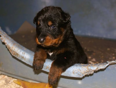 Les chiots de Berger de Beauce