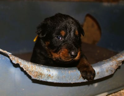 Les chiots de Berger de Beauce