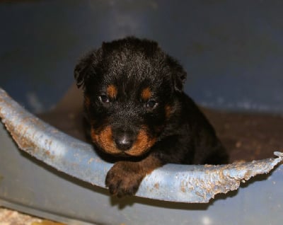 Les chiots de Berger de Beauce