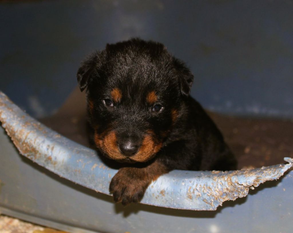 collier bleu - Berger de Beauce