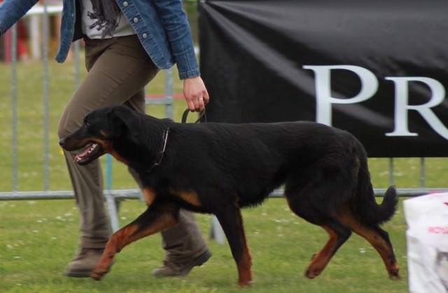 Elektra Du domaine d'epalais - 1 ER CLASSE DEBUTANT