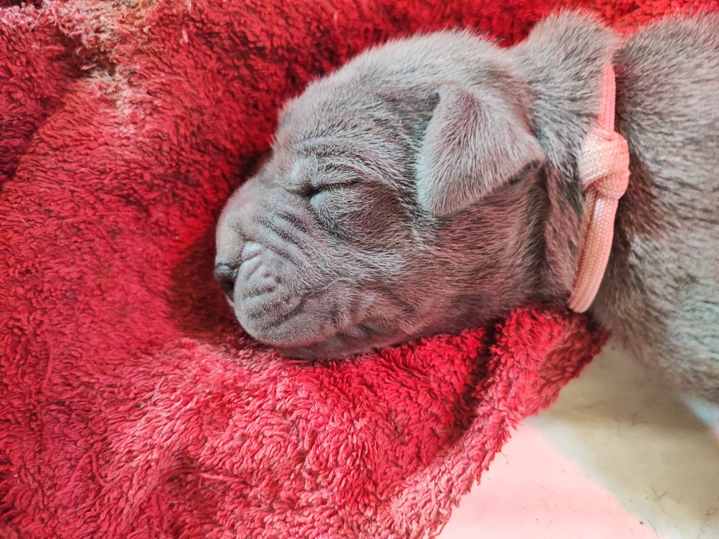 Chiot N°3 - Dogue allemand