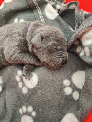 Les chiots de Dogue allemand