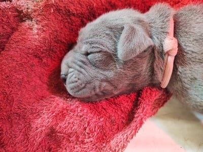 Les chiots de Dogue allemand