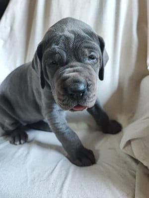 Les chiots de Dogue allemand