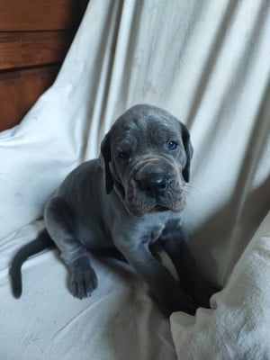 Les chiots de Dogue allemand