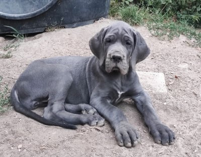 Les chiots de Dogue allemand