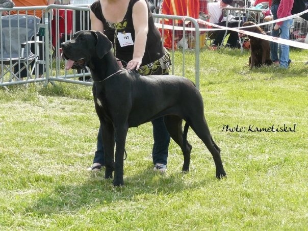 CH. Djalie de la Tour du Dauphiné - 1er excellent en classe jeune
