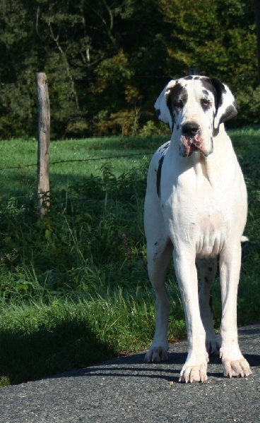 Candy sugar du Petit Monterac