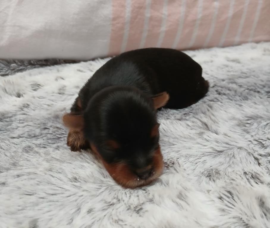 ACHILLE - Yorkshire Terrier