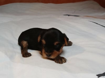 Les chiots de Yorkshire Terrier