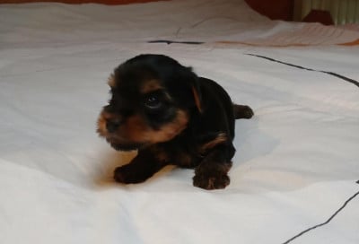 Les chiots de Yorkshire Terrier