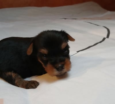 Les chiots de Yorkshire Terrier