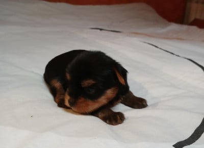 Les chiots de Yorkshire Terrier