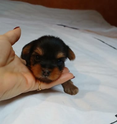 Les chiots de Yorkshire Terrier
