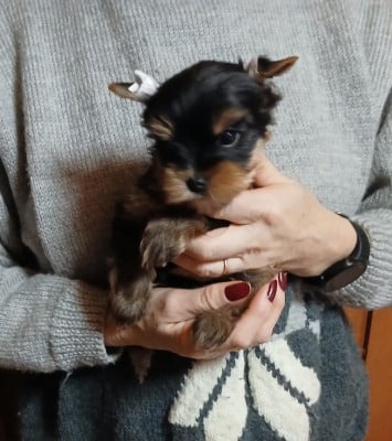 Les chiots de Yorkshire Terrier