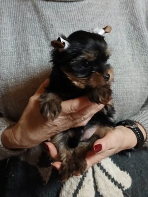 Les chiots de Yorkshire Terrier