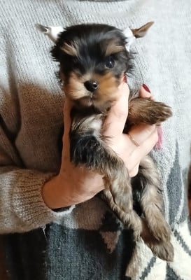 Les chiots de Yorkshire Terrier
