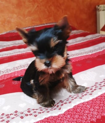 Les chiots de Yorkshire Terrier