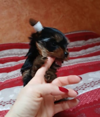 Les chiots de Yorkshire Terrier