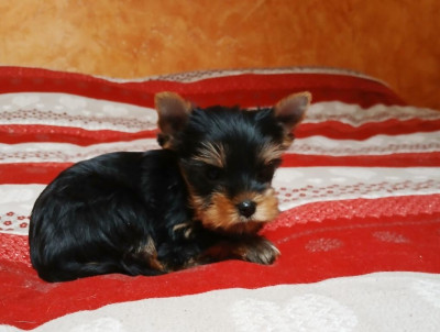 Les chiots de Yorkshire Terrier