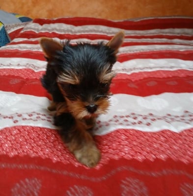 Les chiots de Yorkshire Terrier