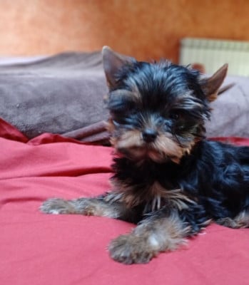 Les chiots de Yorkshire Terrier