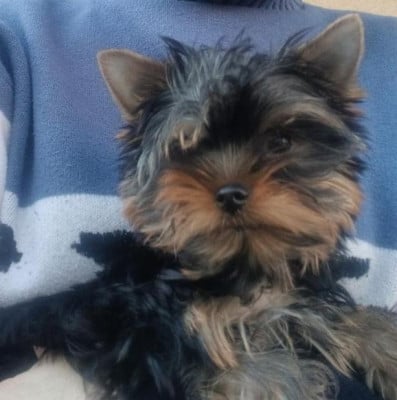 Les chiots de Yorkshire Terrier