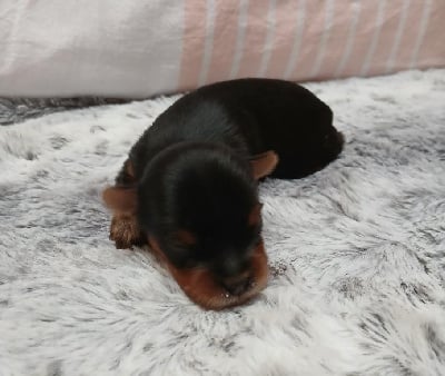 Les chiots de Yorkshire Terrier