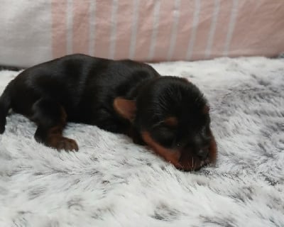 Les chiots de Yorkshire Terrier